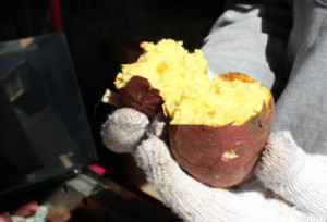 美味しい焼き芋は、栄養価も高いです（*^_^*）